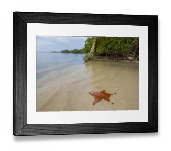 Framed Print : Red Cushion Sea star (Oreaster reticulatus), Utila, Honduras Framed Print : Red Cushion Sea star (Oreaster reticulatus), Utila, Honduras