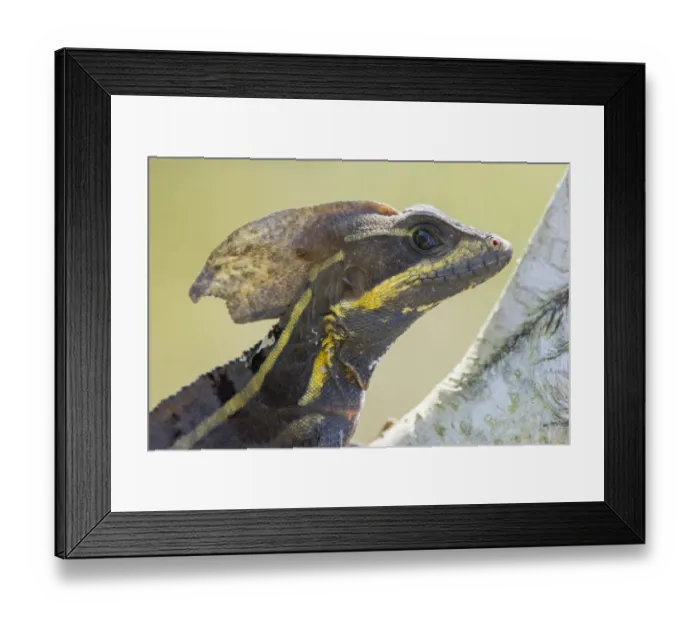 Framed Print : Brown basilisk (Basiliscus vittatus) close up, Utila, Honduras Framed Print : Brown basilisk (Basiliscus vittatus) close up, Utila, Honduras