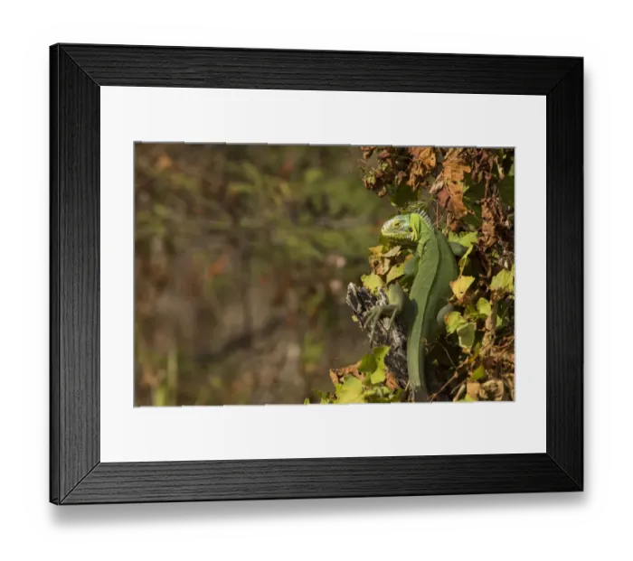 Framed Print : Lesser Antillean Iguana (Iguana delicatissima) sitting on vegetation, St. Eustatius, Caribbean Netherlands Framed Print : Lesser Antillean Iguana (Iguana delicatissima) sitting on vegetation, St. Eustatius, Caribbean Netherlands