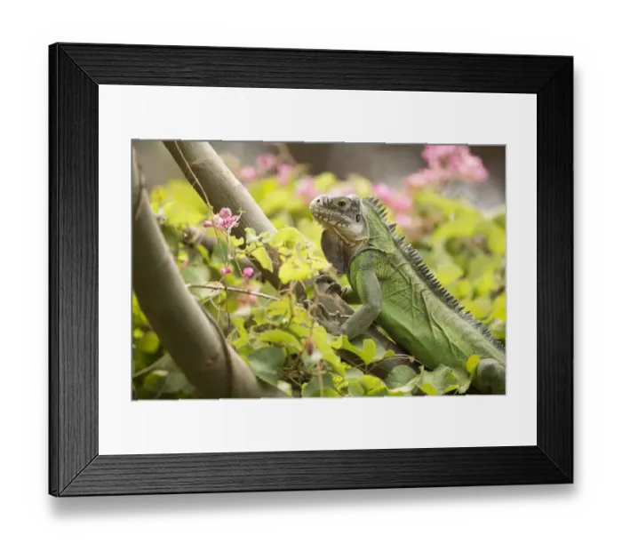 Framed Print : Lesser Antillean Iguana (Iguana delicatissima) sitting on vegetation, St. Eustatius, Caribbean Netherlands Framed Print : Lesser Antillean Iguana (Iguana delicatissima) sitting on vegetation, St. Eustatius, Caribbean Netherlands