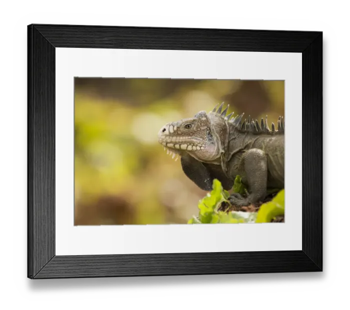 Framed Print : Male Lesser Antillean Iguana (Iguana delicatissima) close up, St. Eustatius, Caribbean Netherlands Framed Print : Male Lesser Antillean Iguana (Iguana delicatissima) close up, St. Eustatius, Caribbean Netherlands