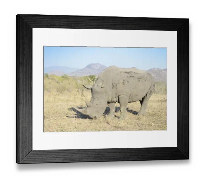 Framed Print : White rhino (Ceratotherium simum) close up in the southern part of the Kruger National Park, South Africa, Kruger National Park, South Africa Framed Print : White rhino (Ceratotherium simum) close up in the southern part of the Kruger National Park, South Africa, Kruger National Park, South Africa