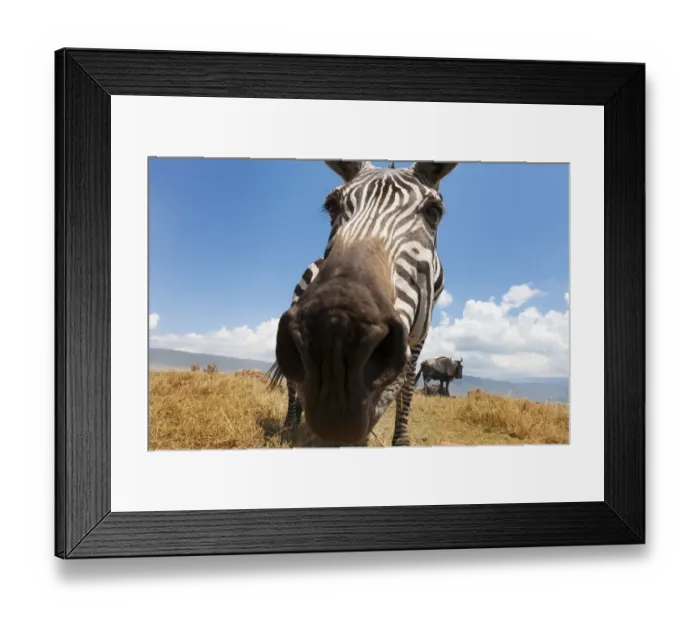 Framed Print : Plains Zebra (Equus quagga) grazing on the plain in the Ngorongor crater, from groundlevel, close up looking into the camera, Ngorongoro crater national park, Tanzania, Ngorongoro crater national park, Tanzania Framed Print : Plains Zebra (Equus quagga) grazing on the plain in the Ngorongor crater, from groundlevel, close up looking into the camera, Ngorongoro crater national park, Tanzania, Ngorongoro crater national park, Tanzania
