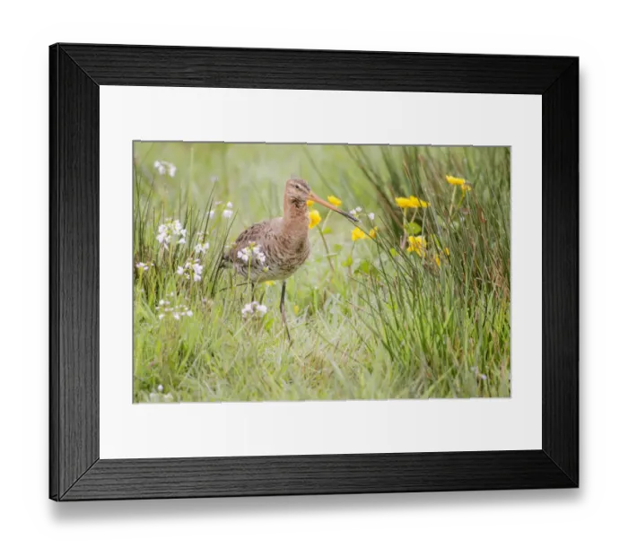 Framed Print : Black-Tailed Godwit (Limosa limosa) walking on meadow in early morning, Stroobos, Friesland, The Netherlands Framed Print : Black-Tailed Godwit (Limosa limosa) walking on meadow in early morning, Stroobos, Friesland, The Netherlands