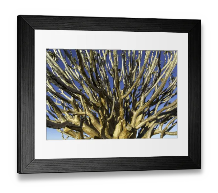 Framed Print : Quiver tree (Aloe dichotoma) branches, Northern Cape, South-Africa Framed Print : Quiver tree (Aloe dichotoma) branches, Northern Cape, South-Africa