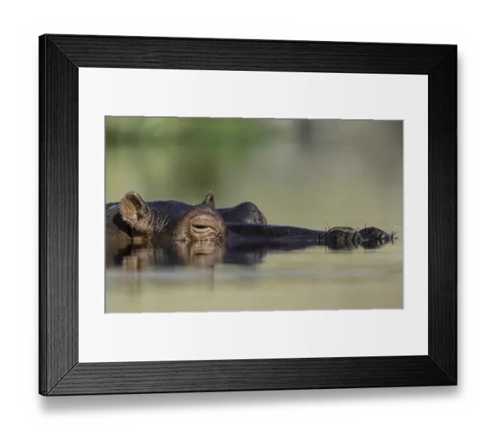 Framed Print : Hippopotamus (Hippopotamus amphibius) laying in the water, Mpumalanga, South-Africa Framed Print : Hippopotamus (Hippopotamus amphibius) laying in the water, Mpumalanga, South-Africa