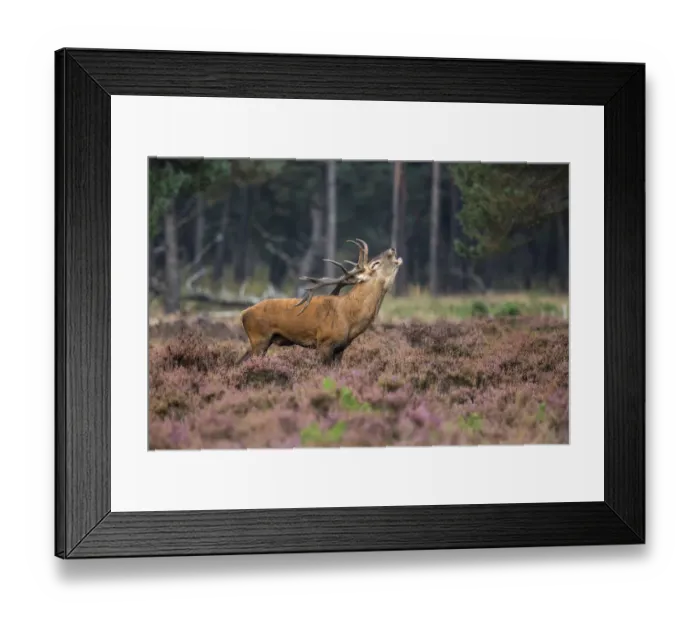 Framed Print : Red Deer (Cervus elaphus), adult stag bellowing in moorland, Nationaal Park De Hoge Velwuwe, Gelderland, Netherlands Framed Print : Red Deer (Cervus elaphus), adult stag bellowing in moorland, Nationaal Park De Hoge Velwuwe, Gelderland, Netherlands