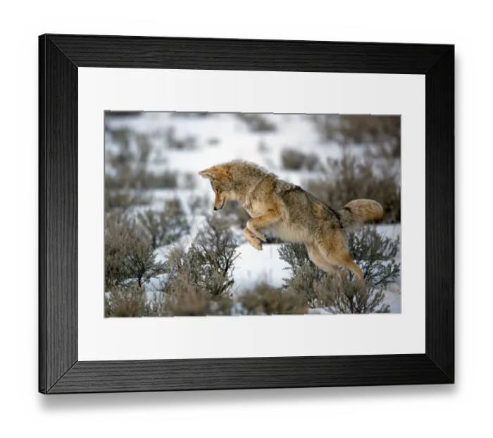 Framed Print : Coyote (Canis Latrans) leaps on a vole as he hunts in Yellowstone National Park, Wyoming, United States, Wyoming, United States Framed Print : Coyote (Canis Latrans) leaps on a vole as he hunts in Yellowstone National Park, Wyoming, United States, Wyoming, United States