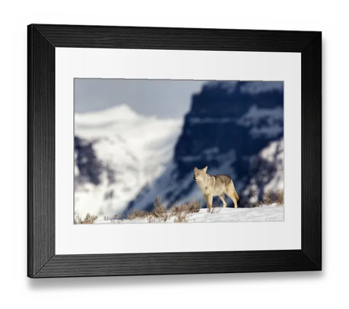 Framed Print : Coyote (Canis latrans) surveys his domain from a hill in Yellowstone National Park, Wyoming, United States, Wyoming, United States Framed Print : Coyote (Canis latrans) surveys his domain from a hill in Yellowstone National Park, Wyoming, United States, Wyoming, United States