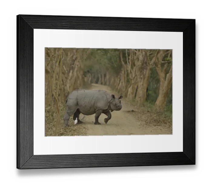 Framed Print : Indian Rhinoceros (Rhinoceros unicornis) crossing a track, followed by a Cattle Egret Bubulcus ibis), Kaziranga National Park, Assam, India Framed Print : Indian Rhinoceros (Rhinoceros unicornis) crossing a track, followed by a Cattle Egret Bubulcus ibis), Kaziranga National Park, Assam, India