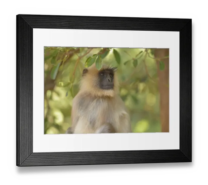 Framed Print : Portrait of an adult Grey Langur (Semnopithecus hector), Nagzira National Park, Maharashtra, India Framed Print : Portrait of an adult Grey Langur (Semnopithecus hector), Nagzira National Park, Maharashtra, India