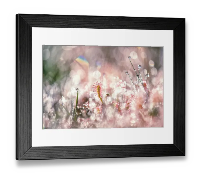Framed Print : Abstract impression of Oblong-leafed sundew covered in morning dew, Beegderheide, Beegden, Limburg, The Netherlands Framed Print : Abstract impression of Oblong-leafed sundew covered in morning dew, Beegderheide, Beegden, Limburg, The Netherlands