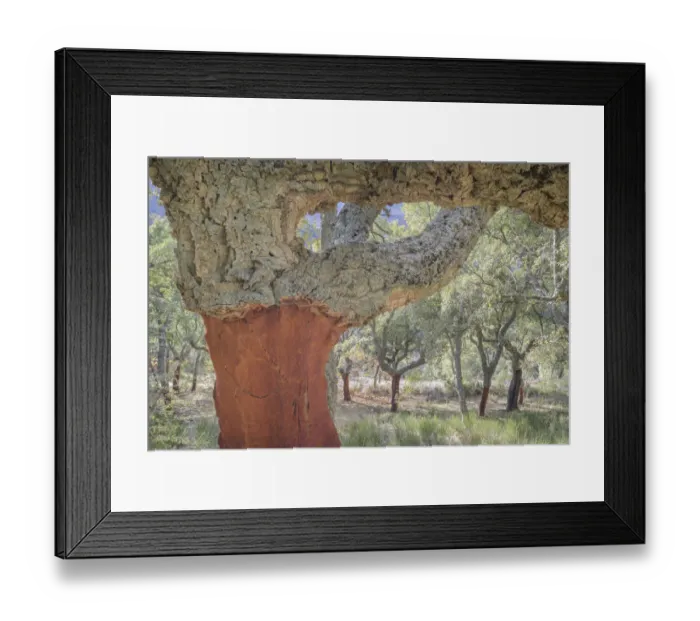 Framed Print : Cork Oak (Quercus suber) forest close up, uncorked, Extremadura, Spain, Extremadura, Spain Framed Print : Cork Oak (Quercus suber) forest close up, uncorked, Extremadura, Spain, Extremadura, Spain