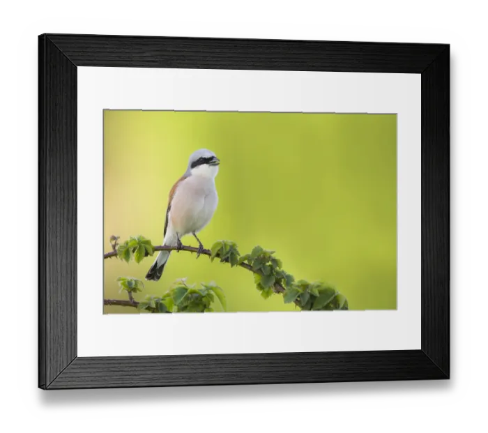 Framed Print : Red-backed Shrike (Lanius collurio) singing while perched on a branch, The Netherlands Framed Print : Red-backed Shrike (Lanius collurio) singing while perched on a branch, The Netherlands