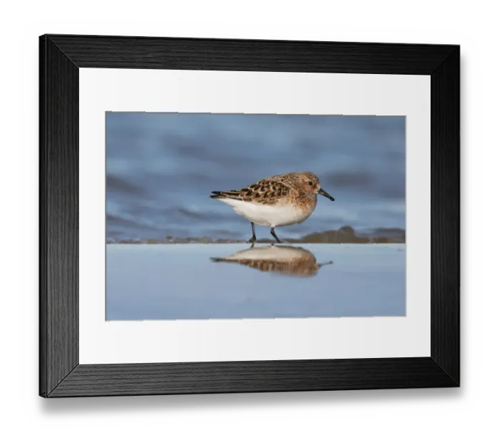 Framed Print : Sanderling (Calidris alba) foraging along the shoreline, Texel, Noord-Holland, The Netherlands Framed Print : Sanderling (Calidris alba) foraging along the shoreline, Texel, Noord-Holland, The Netherlands
