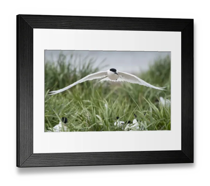 Framed Print : Sandwich Tern (Thalasseus sandvicensis) male flying closely above the colony with female terns below, showing his full wingspan while looking at camera, Ameland, Friesland, The Netherlands Framed Print : Sandwich Tern (Thalasseus sandvicensis) male flying closely above the colony with female terns below, showing his full wingspan while looking at camera, Ameland, Friesland, The Netherlands