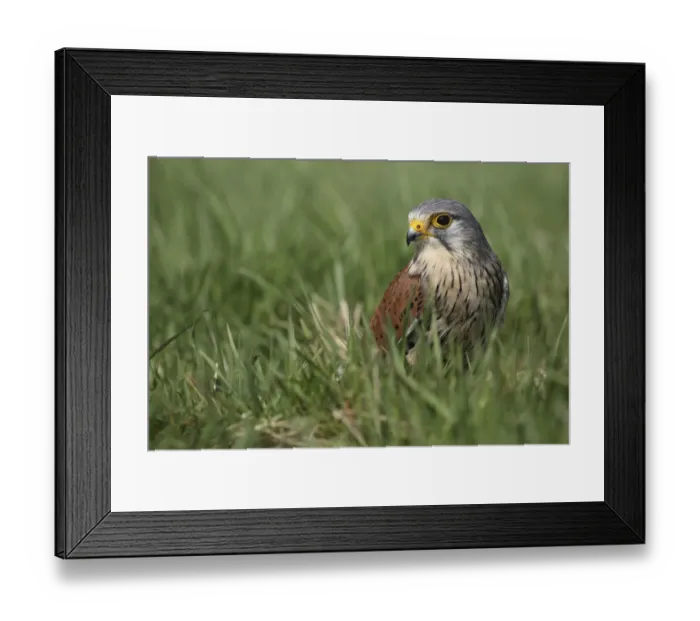 Framed Print : Common Kestrel (Falco tinnunculus) sitting in meadow, Gelderland, The Netherlands Framed Print : Common Kestrel (Falco tinnunculus) sitting in meadow, Gelderland, The Netherlands