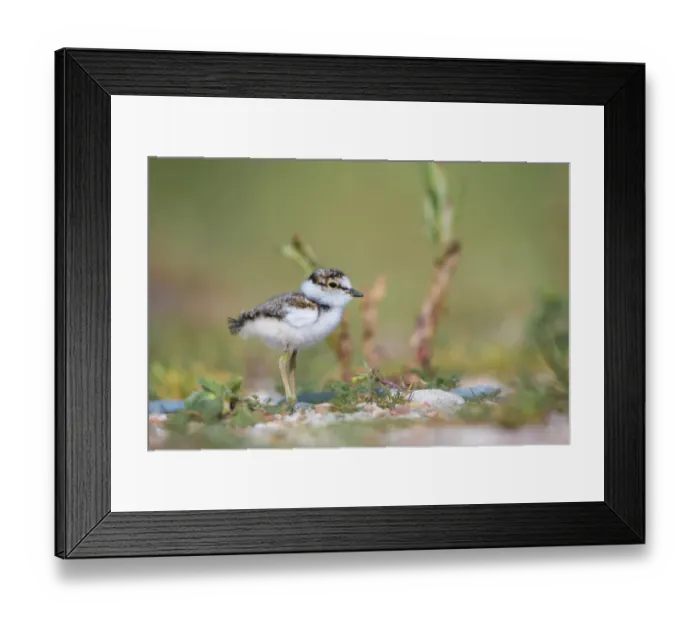 Framed Print : Little Ringed Plover (Charadrius dubius) chick standing, Zuid-Holland, The Netherlands Framed Print : Little Ringed Plover (Charadrius dubius) chick standing, Zuid-Holland, The Netherlands