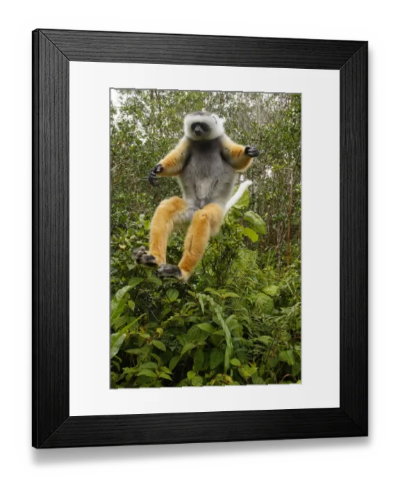 Framed Print : Diademed Sifaka (Propithecus diadema) jumping, Mantadia National Park, Madagascar Framed Print : Diademed Sifaka (Propithecus diadema) jumping, Mantadia National Park, Madagascar