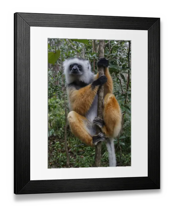 Framed Print : Diademed Sifaka (Propithecus diadema) in a tree, looking at the camera, Mantadia National Park, Madagascar Framed Print : Diademed Sifaka (Propithecus diadema) in a tree, looking at the camera, Mantadia National Park, Madagascar