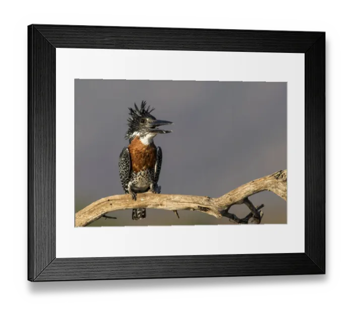 Framed Print : Giant Kingfisher (Megaceryle maxima) perched on a branch with open bill, Zimanga Game Reserve, Kwa Zulu Natal, South Africa Framed Print : Giant Kingfisher (Megaceryle maxima) perched on a branch with open bill, Zimanga Game Reserve, Kwa Zulu Natal, South Africa