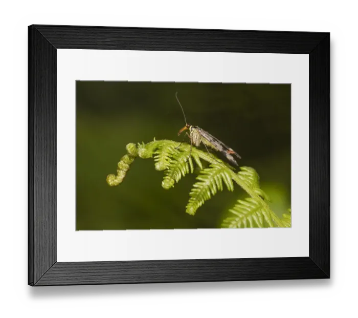Framed Print : Scorpion Fly (Panorpa germanica) settled on an unfurling Bracken (Pteridium aquilinum) frond, Orley Common, Devon, England Framed Print : Scorpion Fly (Panorpa germanica) settled on an unfurling Bracken (Pteridium aquilinum) frond, Orley Common, Devon, England