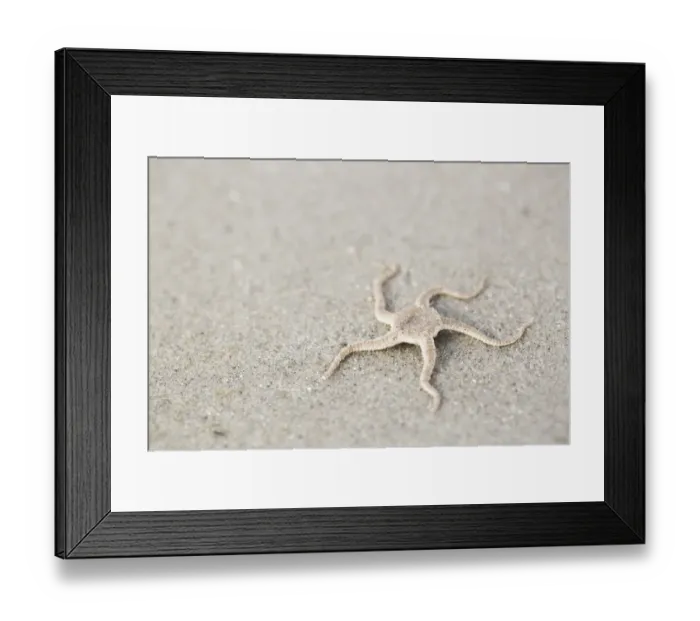 Framed Print : Serpent Star (Ophiura ophiura) lying on the beach, Schiermonnikoog, Friesland, The Netherlands Framed Print : Serpent Star (Ophiura ophiura) lying on the beach, Schiermonnikoog, Friesland, The Netherlands