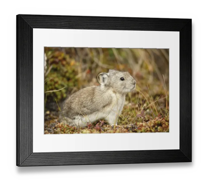 Framed Print : Collared Pika (Ochotona collaris) sitting in vegetation, Denali National Park and Preserve, Alaska, USA Framed Print : Collared Pika (Ochotona collaris) sitting in vegetation, Denali National Park and Preserve, Alaska, USA