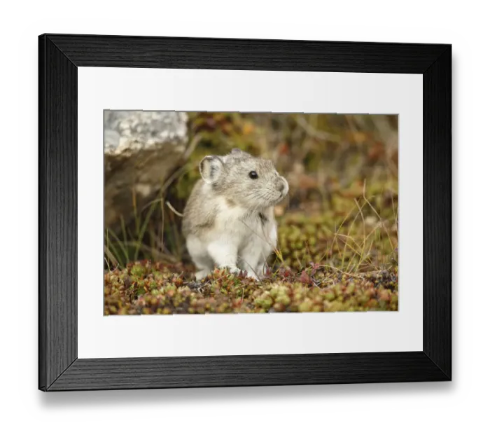 Framed Print : Collared Pika (Ochotona collaris) sitting in vegetation, Denali National Park and Preserve, Alaska, USA Framed Print : Collared Pika (Ochotona collaris) sitting in vegetation, Denali National Park and Preserve, Alaska, USA