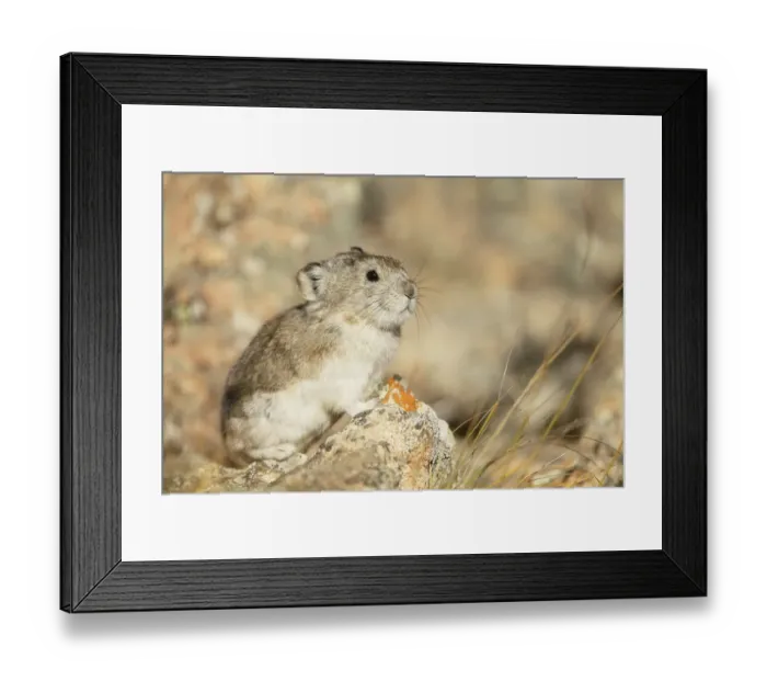 Framed Print : Collared Pika (Ochotona collaris) sitting on a rock, Denali National Park and Preserve, Alaska, USA Framed Print : Collared Pika (Ochotona collaris) sitting on a rock, Denali National Park and Preserve, Alaska, USA