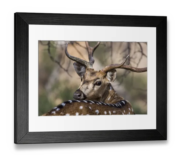 Framed Print : Chital (Axis axis) looking backwards, Ranthambore National Park, India Framed Print : Chital (Axis axis) looking backwards, Ranthambore National Park, India