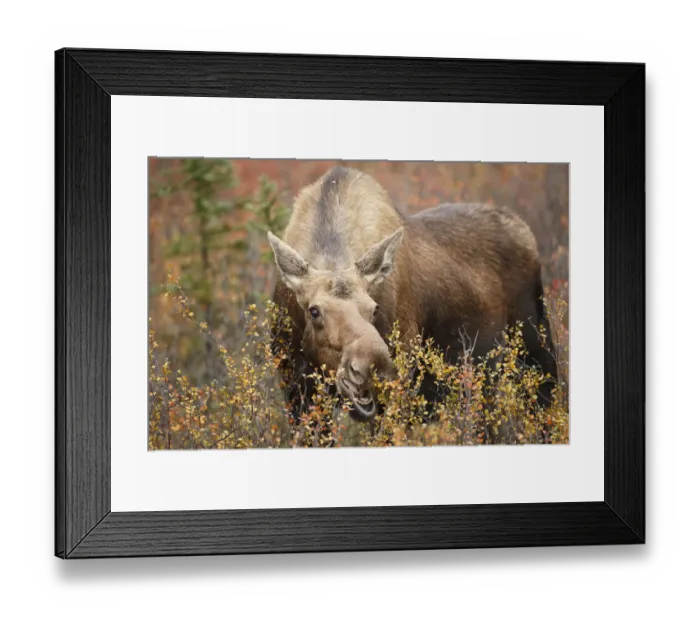 Framed Print : Moose (Alces alces) cow feeding on vegetation, Denali National Park and Preserve, Alaska, United States Framed Print : Moose (Alces alces) cow feeding on vegetation, Denali National Park and Preserve, Alaska, United States