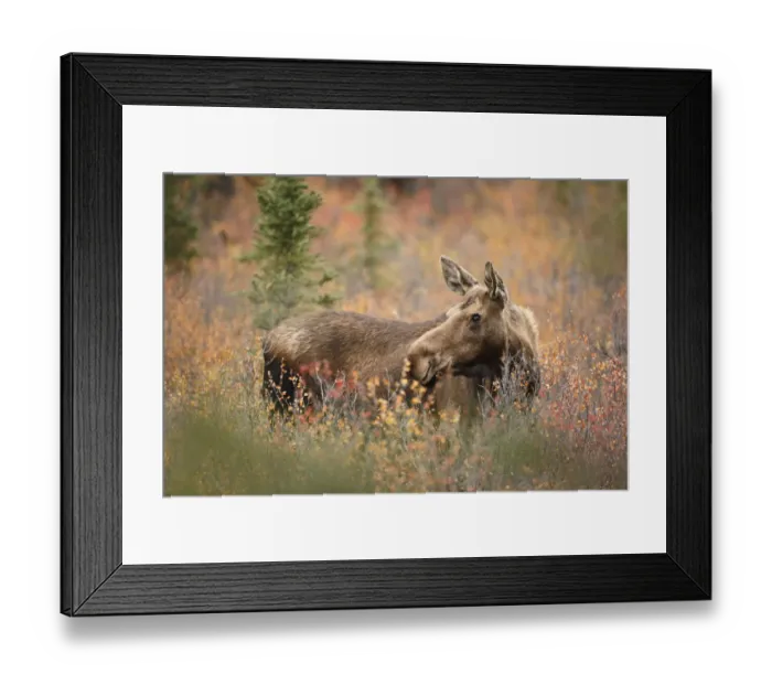 Framed Print : Moose (Alces alces) cow standing in vegetation, Denali National Park and Preserve, Alaska, United States Framed Print : Moose (Alces alces) cow standing in vegetation, Denali National Park and Preserve, Alaska, United States