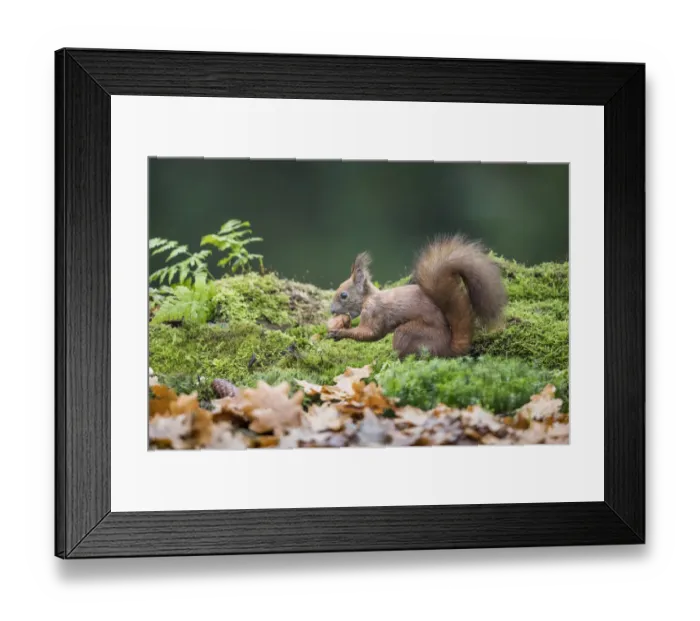 Framed Print : Eurasian Red Squirrel (Sciurus vulgaris) testing a walnut on a mossy forest floor, Upper Austria, Austria Framed Print : Eurasian Red Squirrel (Sciurus vulgaris) testing a walnut on a mossy forest floor, Upper Austria, Austria