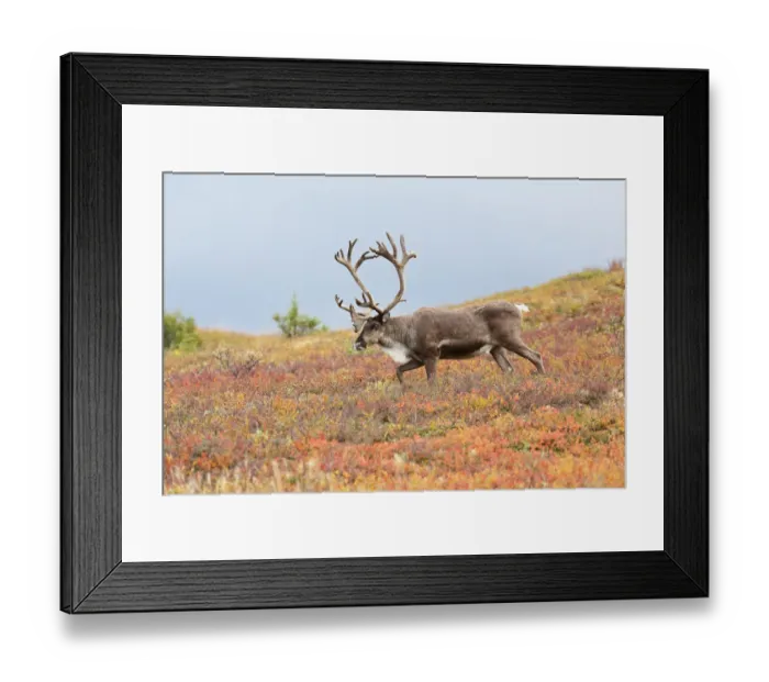 Framed Print : Caribou (Rangifer tarandus) bull walking on tundra, Denali National Park and Preserve, Alaska, United States Framed Print : Caribou (Rangifer tarandus) bull walking on tundra, Denali National Park and Preserve, Alaska, United States