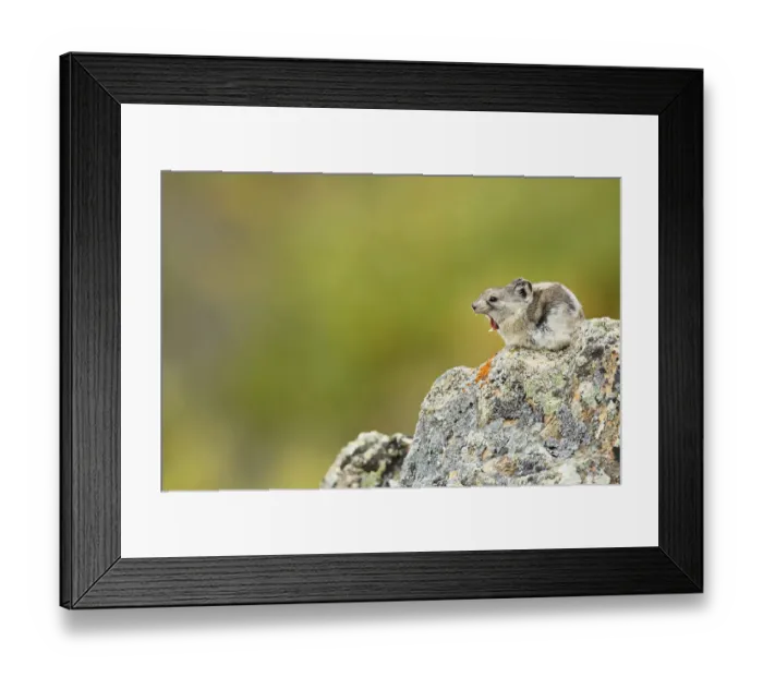 Framed Print : Collared Pika (Ochotona collaris) sitting on a rock, yawning, Denali National Park and Preserve, Alaska, United States Framed Print : Collared Pika (Ochotona collaris) sitting on a rock, yawning, Denali National Park and Preserve, Alaska, United States