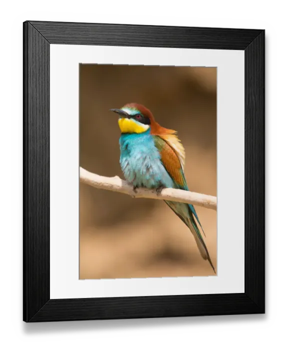 Framed Print : European Bee-eater (Merops apiaster) perching on a branch, Hortobagy, Hungary Framed Print : European Bee-eater (Merops apiaster) perching on a branch, Hortobagy, Hungary
