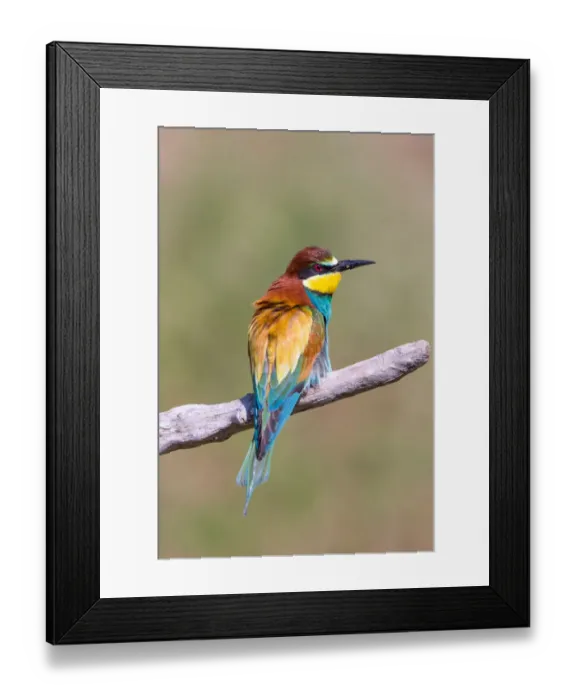 Framed Print : European Bee-eater (Merops apiaster) perched on a branch, Hortobagy National Park, Hortobagy, Hungary Framed Print : European Bee-eater (Merops apiaster) perched on a branch, Hortobagy National Park, Hortobagy, Hungary