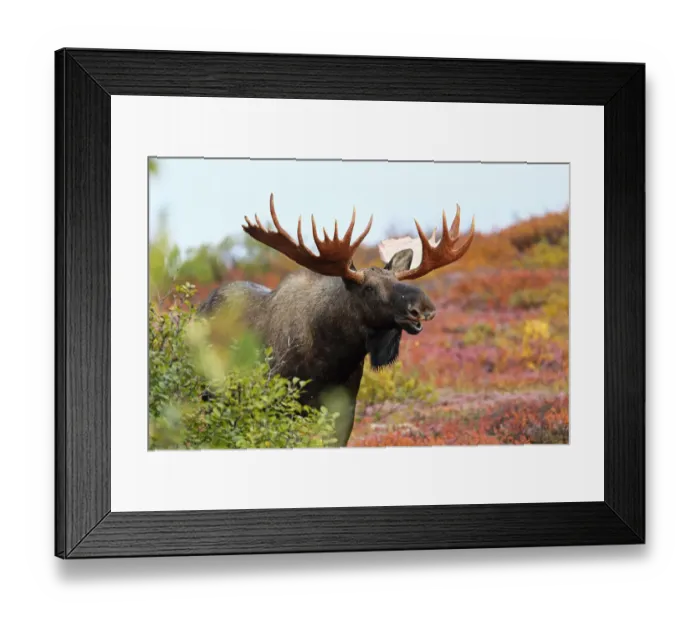 Framed Print : Moose (Alces alces) bull exhibiting flehmen response, Denali National Park and Preserve, Alaska, United States Framed Print : Moose (Alces alces) bull exhibiting flehmen response, Denali National Park and Preserve, Alaska, United States