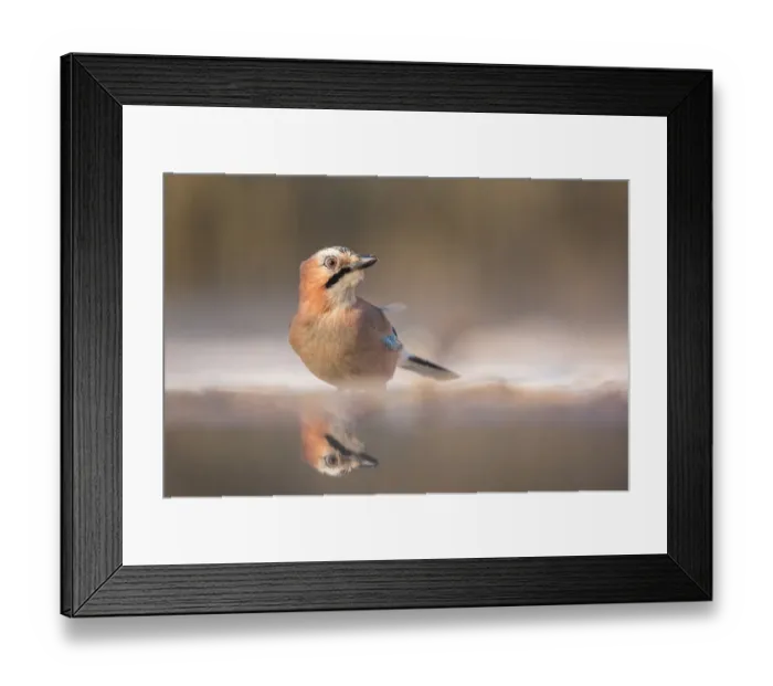 Framed Print : Eurasian Jay (Garrulus glandarius) at the edge of a forest pool, Kiskunsagi National Park, Bacs-Kiskun, Hungary Framed Print : Eurasian Jay (Garrulus glandarius) at the edge of a forest pool, Kiskunsagi National Park, Bacs-Kiskun, Hungary