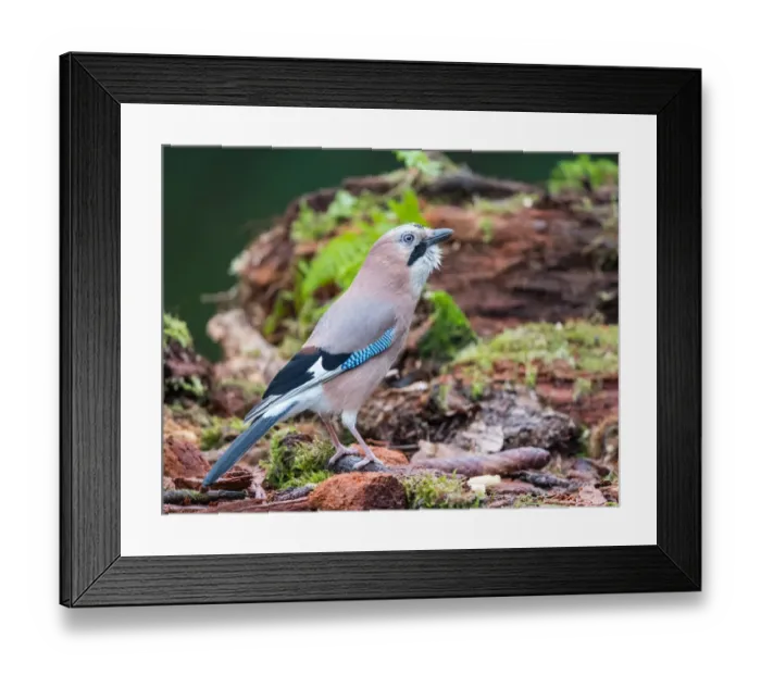 Framed Print : Eurasian Jay (Garrulus glandarius) standing on a mossy forest floor, Upper Austria, Austria Framed Print : Eurasian Jay (Garrulus glandarius) standing on a mossy forest floor, Upper Austria, Austria