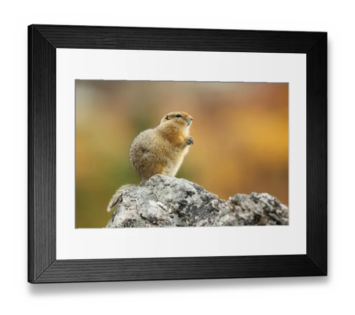 Framed Print : Arctic Ground Squirrel (Urocitellus parryii) standing on a rock, Denali National Park and Preserve, Alaska, United States Framed Print : Arctic Ground Squirrel (Urocitellus parryii) standing on a rock, Denali National Park and Preserve, Alaska, United States