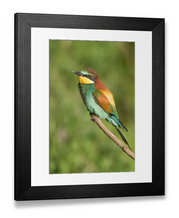 Framed Print : European Bee-eaters (Merops apiaster) perching on a twig, Bekes, Hungary Framed Print : European Bee-eaters (Merops apiaster) perching on a twig, Bekes, Hungary