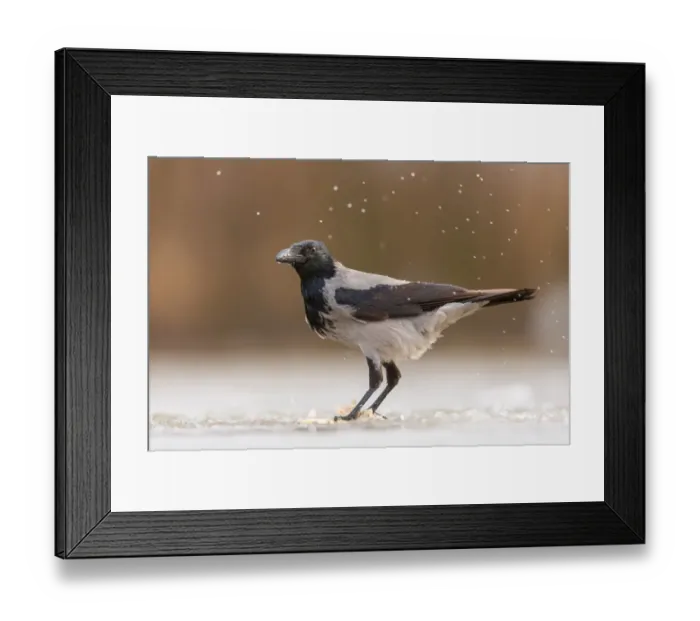 Framed Print : Hooded Crow (Corvus cornix) feeding on a fish on a frozen lake, Kiskunsagi National Park, Bacs-Kiskun, Hungary Framed Print : Hooded Crow (Corvus cornix) feeding on a fish on a frozen lake, Kiskunsagi National Park, Bacs-Kiskun, Hungary