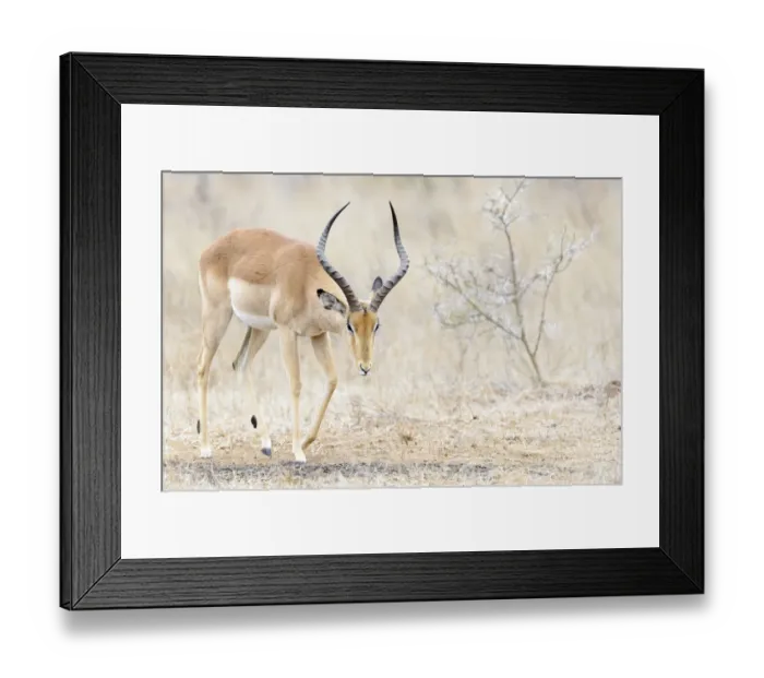 Framed Print : Impala (Aepyceros melampus) male, Kruger National Park, South Africa Framed Print : Impala (Aepyceros melampus) male, Kruger National Park, South Africa