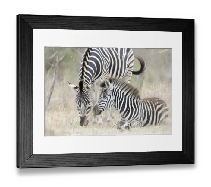 Framed Print : Plains Zebra (Equus quagga) juvenile and mother, Kruger national park, South Africa