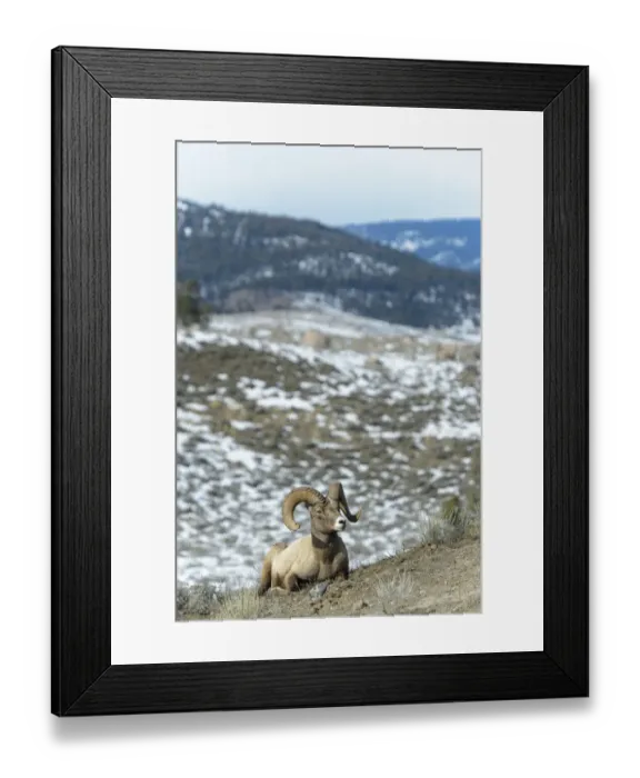 Framed Print : Bighorn Sheep (Ovis canadensis) male lying down, Yellowstone national park, Wyoming, USA Framed Print : Bighorn Sheep (Ovis canadensis) male lying down, Yellowstone national park, Wyoming, USA