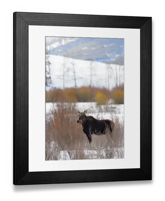Framed Print : Moose (Alces alces) bull in the snow, Yellowstone National Park, Wyoming, United States Framed Print : Moose (Alces alces) bull in the snow, Yellowstone National Park, Wyoming, United States