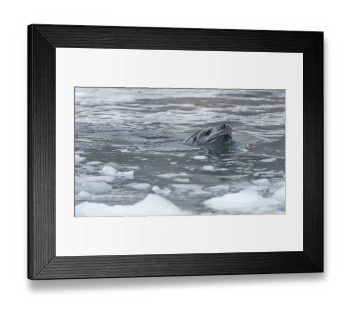 Framed Print : Leopard Seal (Hydrurga leptonyx) swimming, Gourdin Island, Antarctica Framed Print : Leopard Seal (Hydrurga leptonyx) swimming, Gourdin Island, Antarctica