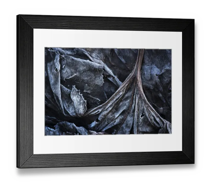 Framed Print : Frost on dead leaves and plants on forestfloor, Haute Savoie, France Framed Print : Frost on dead leaves and plants on forestfloor, Haute Savoie, France